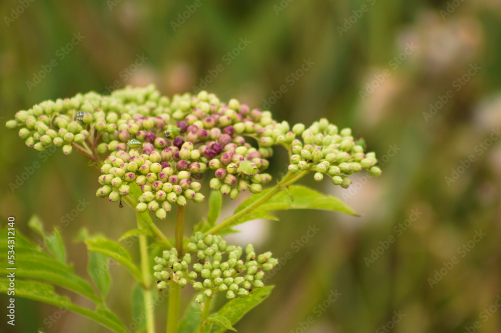 Closeup of dwarf elder buds with green blurred plants on background Closeup of dwarf elder buds with green blurred plants on background