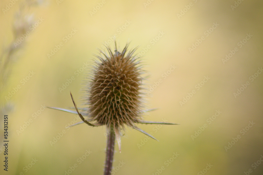 Closeup of dried cutleaf teasel seed with green blurred background