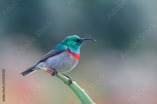 A male lesser double-collared sunbird (Cinnyris chalybeus) with breeding plumage resting on an aloe leaf photo