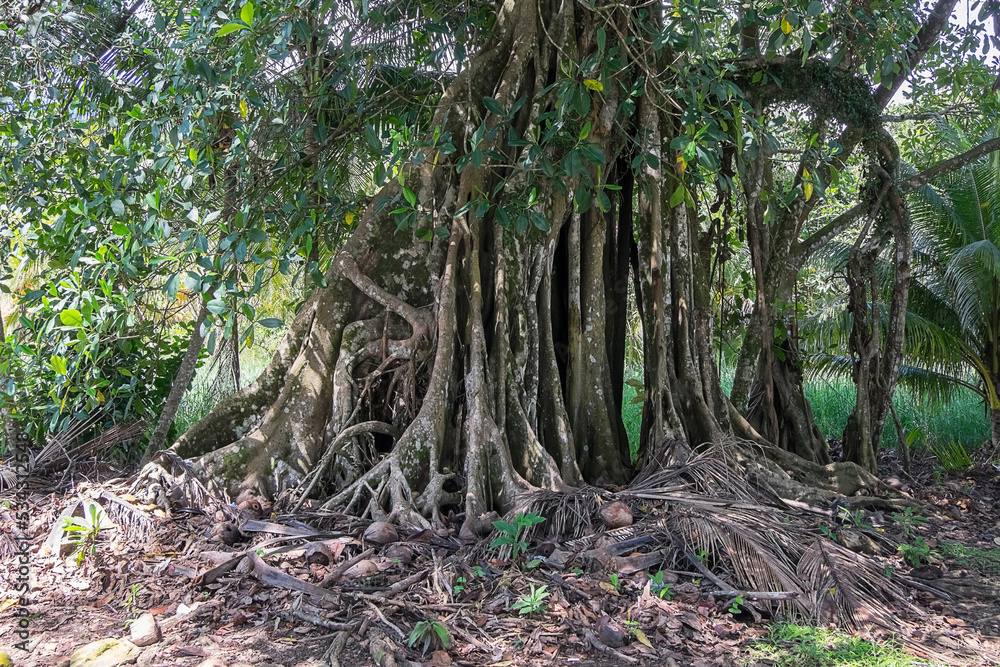 árbol con raíces colgantes en la costa del Pacífico de Costa Rica árbol con raíces colgantes en la costa del Pacífico de Costa Rica