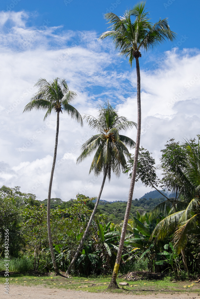 Palmeras en la costa del Pacífico de Costa Rica