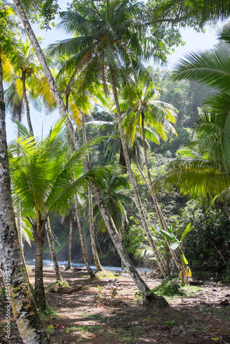 Bosque de palmeras en Playa Ventanas en la costa del Pac  fico de Costa Rica