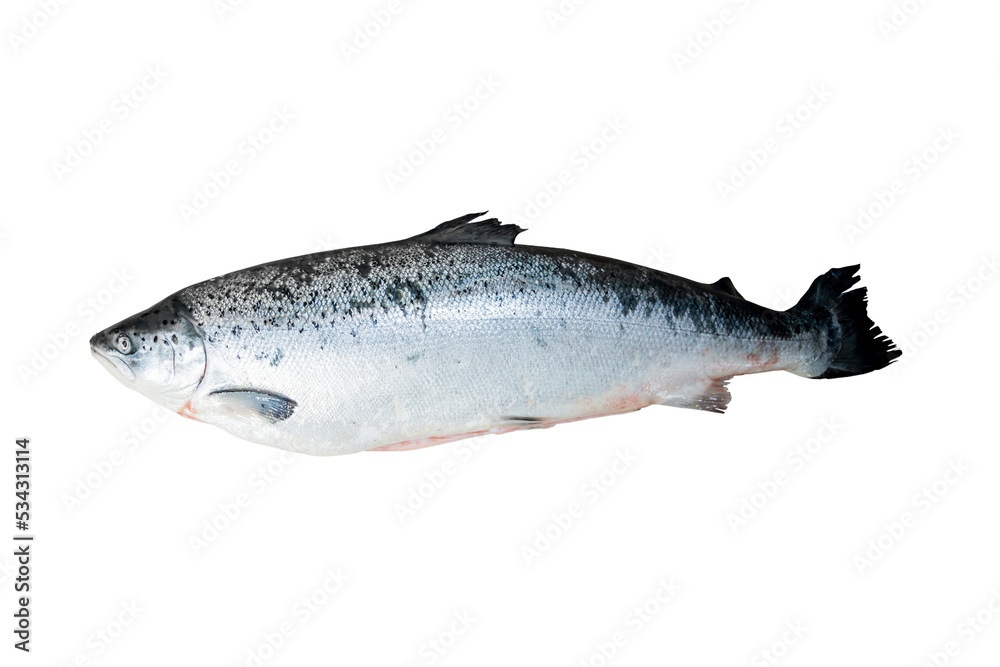 Obraz premium Salmon is fresh fish without entrails. Isolate on a transparent background.