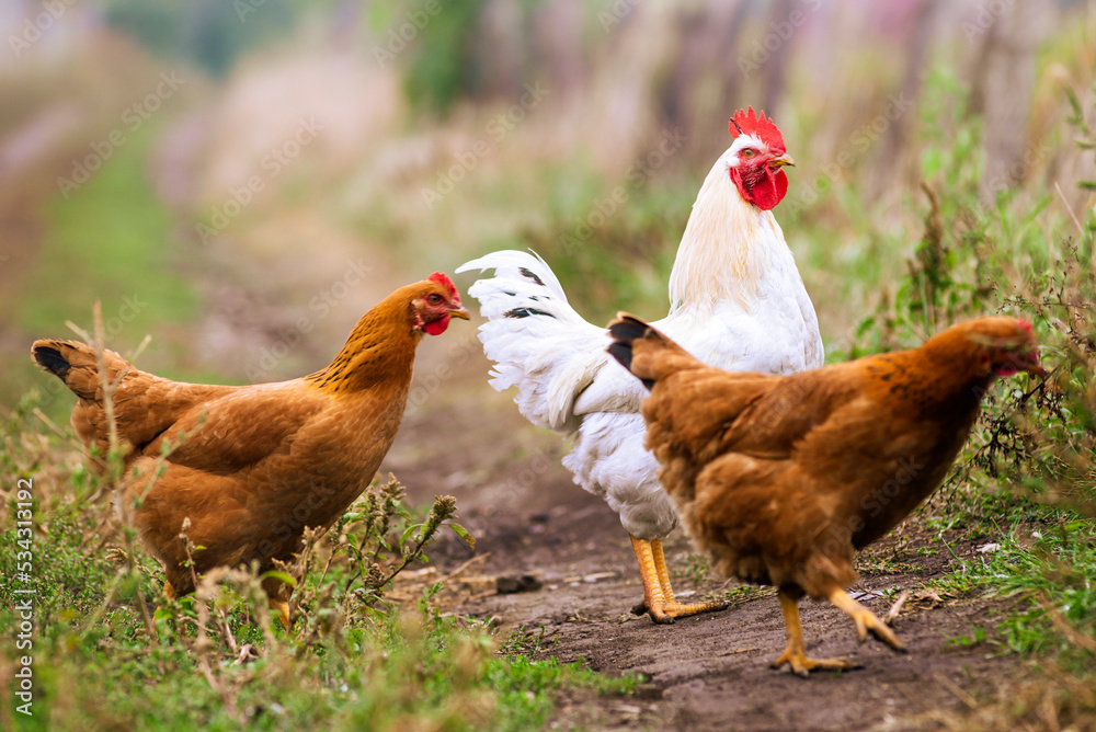 Fototapeta premium Portrait of the red orpington chicken hen nibbling on the green grass street rural gallus domesticus bird feeding at the farm wood fence, red comb, free Beautiful cock .