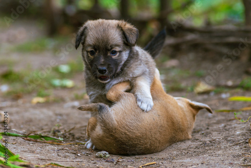 two Stray  small dog puppy street rural   ute  natural background home  wood Beautiful brown white  soil road grass green playing they bite each other.
