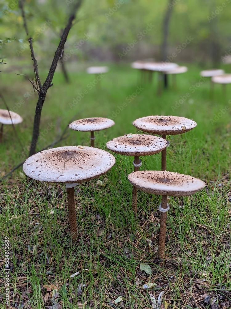 mushrooms in the grass
