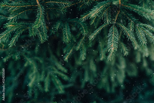 green branches ate with the first snow. winter green background