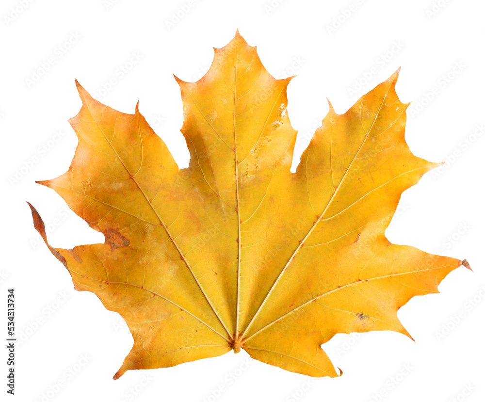 Autumn maple branch with leaves isolated on background Autumn maple branch with leaves isolated on background