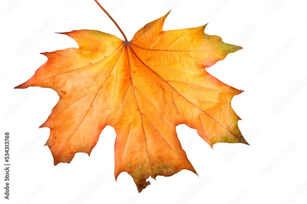 Fototapeta premium Autumn maple branch with leaves isolated on background