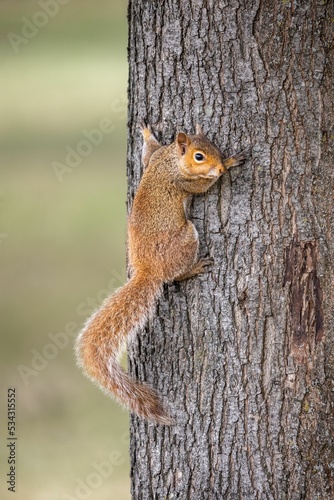 Vertical closeup of a squirrel climbing the tree trunk in Castleford photo