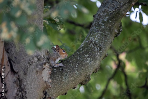Closeup of a squirrel on a tree branch in Castleford photo