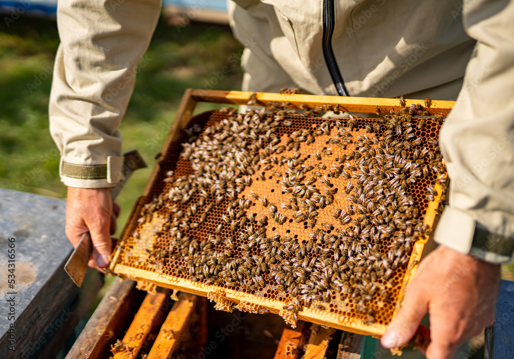 Sweet honeycombs farming. Beekeeping wooden frames holding. Sweet honeycombs farming. Beekeeping wooden frames holding.