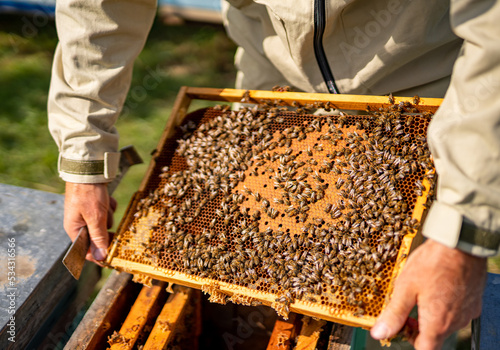 Sweet honeycombs farming. Beekeeping wooden frames holding.