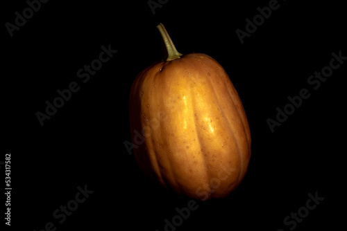 Ripe orange pumpkin in the dark. Orange pumpkin in a dark room. A whole pumpkin is ready for Halloween