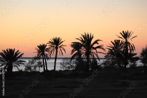 trees at sunset