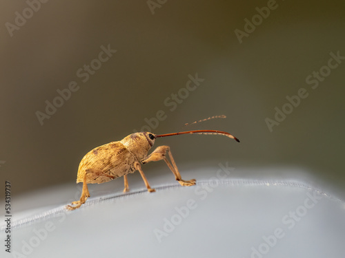 Chestnut weevil - Curculio elephas