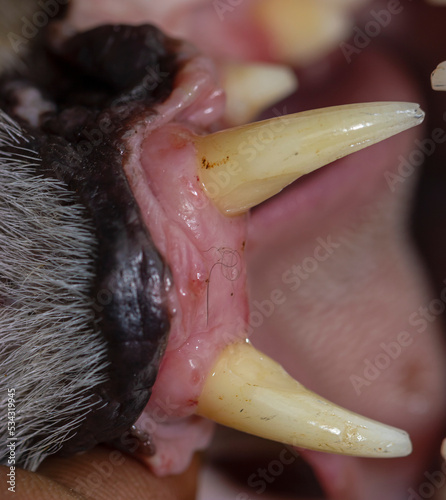 Canine teeth of a felid cat's top jaw of the mouth with its upper lip pulled backwards to expose the pair of canine teeth; young well developed dental gums of a fishing cat Prionailurus viverrinus photo