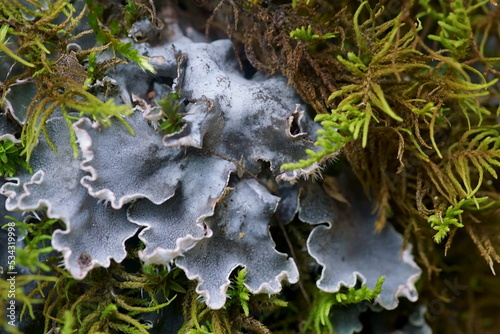 Εκτύπωση καμβά Background with  lichens and moss - dog lichen; Peltigera Canina