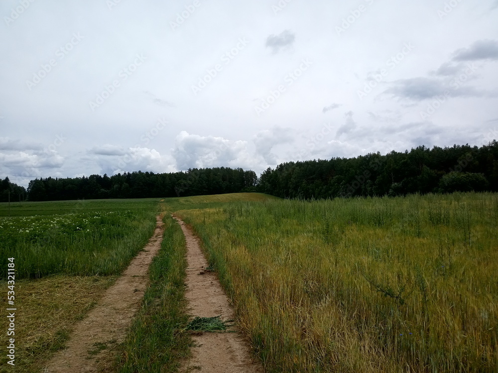 Fototapeta premium potato field