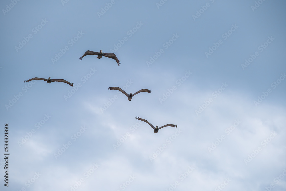 Four Brown Pelicans Flying in Formation over the Gulf of Mexico at Gulf Shores, Alabama, USA