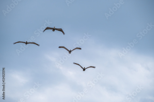 Four Brown Pelicans Flying in Formation over the Gulf of Mexico at Gulf Shores  Alabama  USA