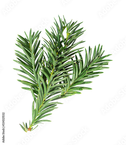 Branch of yew bush isolated on white background