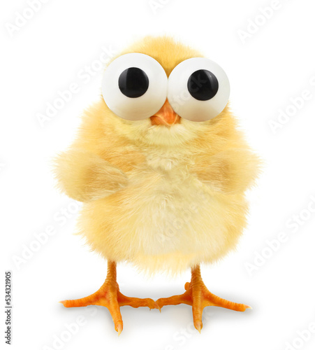 Chick is looking with huge eyes hilarious conceptual photo. Funny animals concept