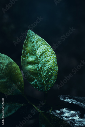 Green leaf with dark background. Rain drops in nature. High quality photo with blur