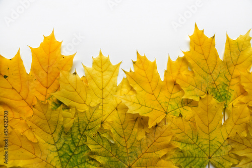 Yellow and green maple leaves and a white background on top. Beautiful maple flowers and white background.