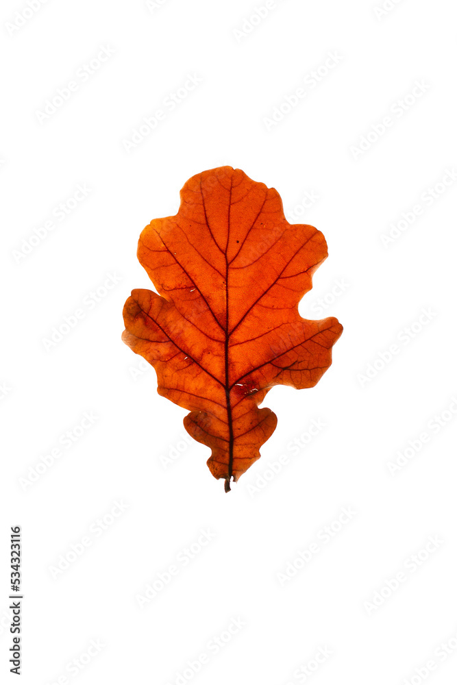 Colourful autumn leaves close-up on transparent background. Colourful autumn leaves close-up on transparent background.