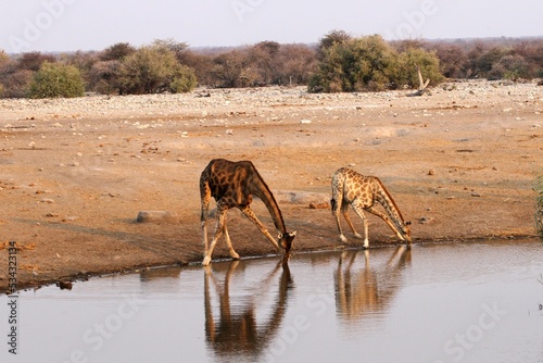 Canvas Print Couple of giraffes drinking water from a pond