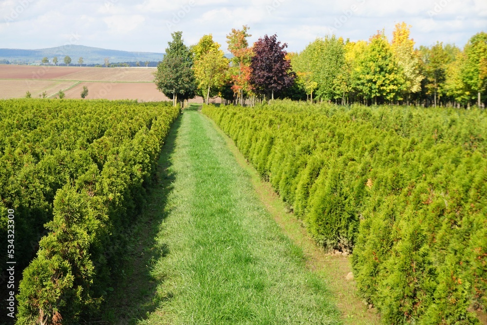 Grünes Landschafts-Panorama mit Grasweg, Bäumen, Ackerfeld und Wald vor blauem Himmel bei Sonne am Mittag im Herbst Grünes Landschafts-Panorama mit Grasweg, Bäumen, Ackerfeld und Wald vor blauem Himmel bei Sonne am Mittag im Herbst