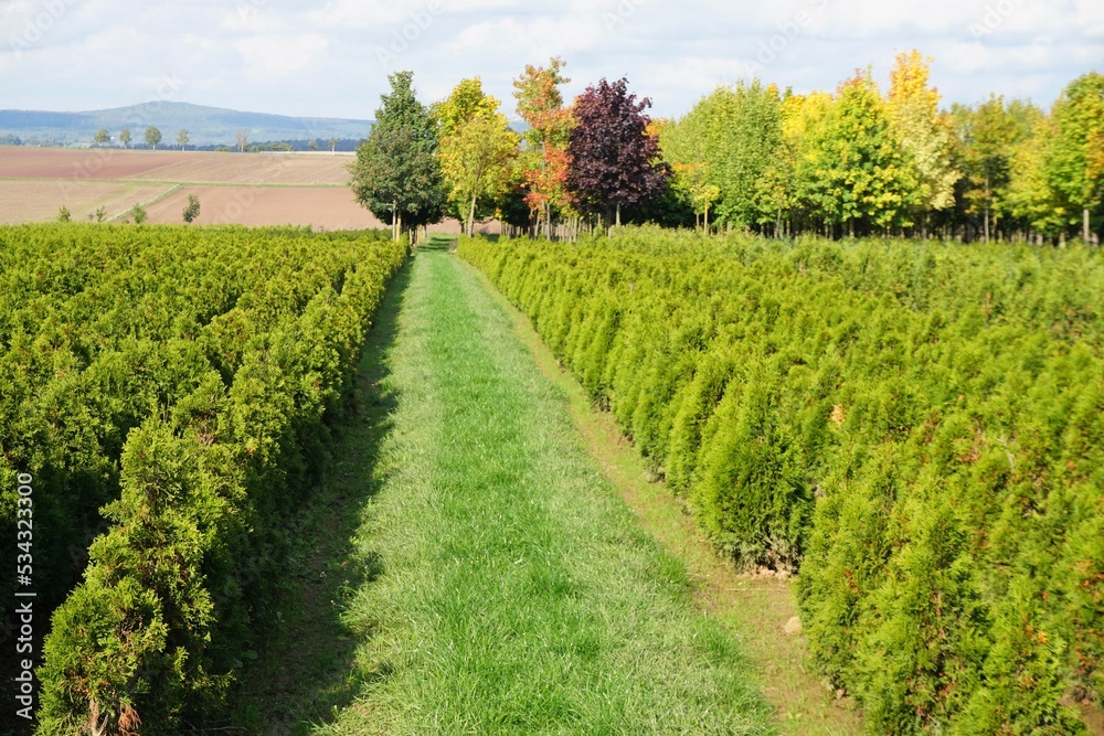 Grünes Landschafts-Panorama mit Grasweg, Bäumen, Ackerfeld und Wald vor blauem Himmel bei Sonne am Mittag im Herbst