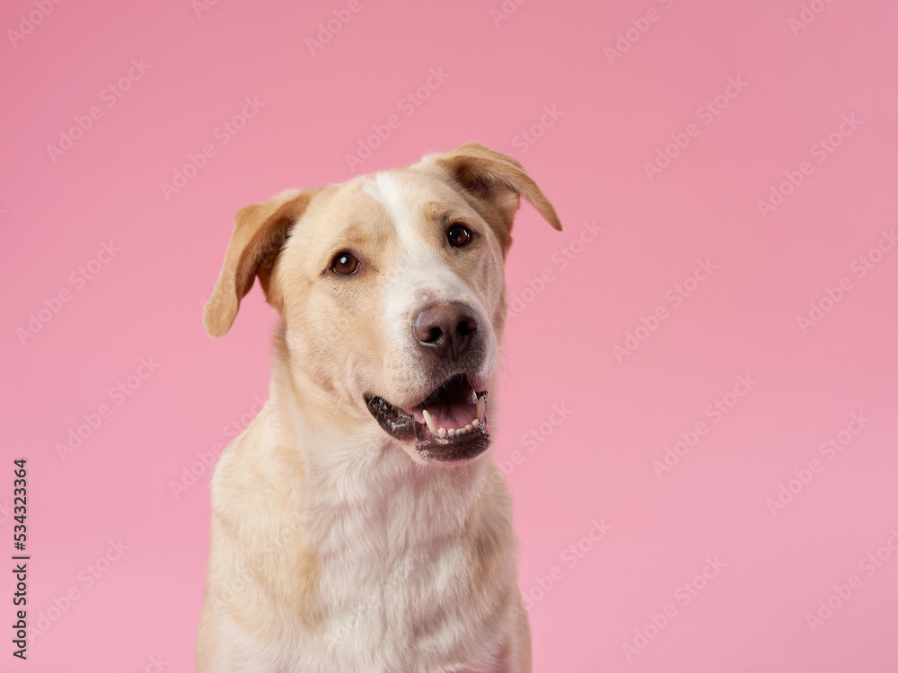 portrait of a beautiful dog pink background. Mix of breeds. Sweet Pet in the studio portrait of a beautiful dog pink background. Mix of breeds. Sweet Pet in the studio