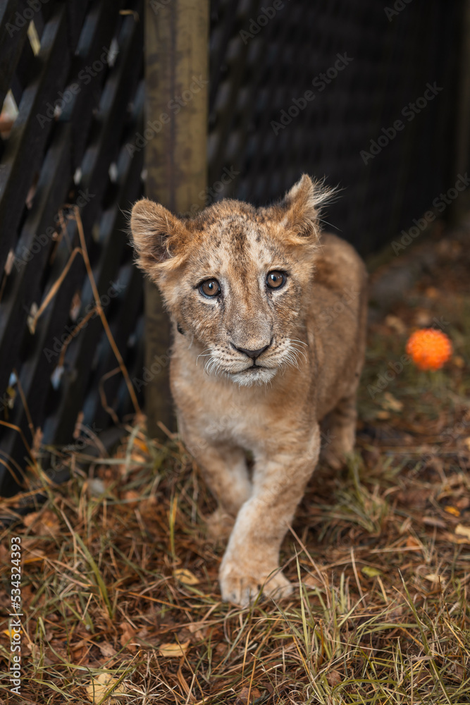 Obraz premium A lion cub living in a zoo. Wildlife Rescue. A lion.