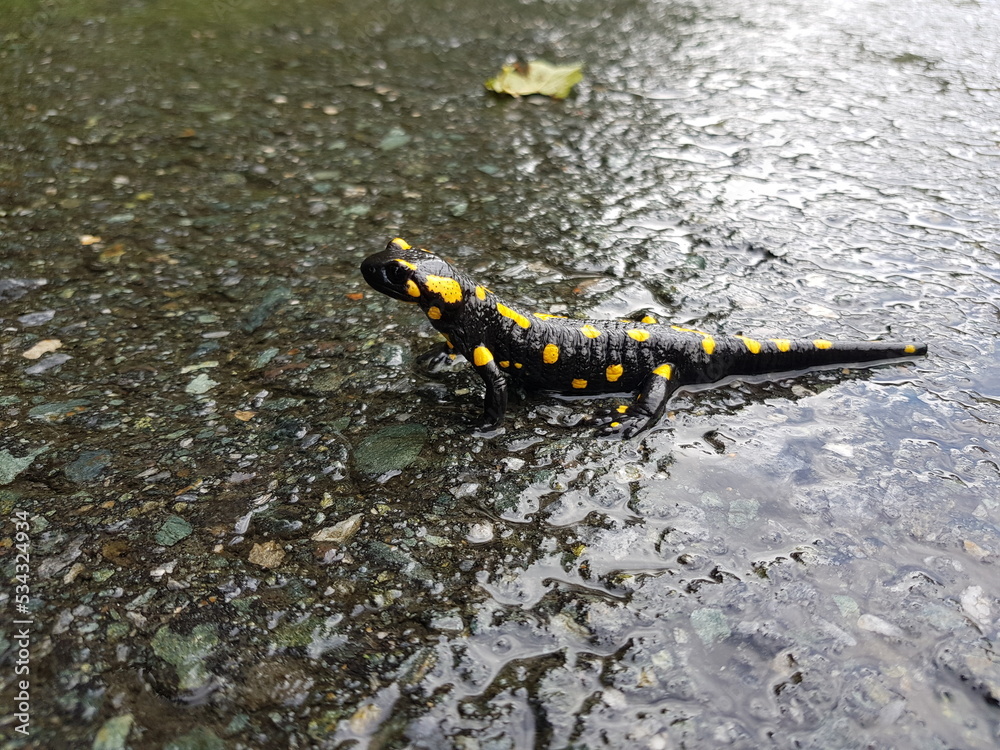 Amphibienwanderung: Feuersalamander auf einer Straße