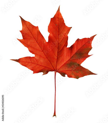 Red maple leaf isolated on transparent background.