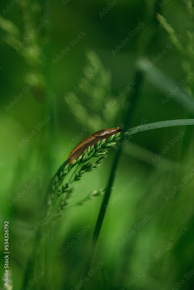 Slug sitting n the grass in Sweden, snail without snack, spanish slug Slug sitting n the grass in Sweden, snail without snack, spanish slug