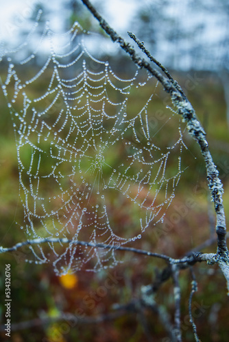 Spider web with dew drops closeup