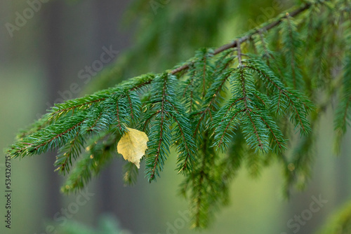 Birch leaf on a spruce branch