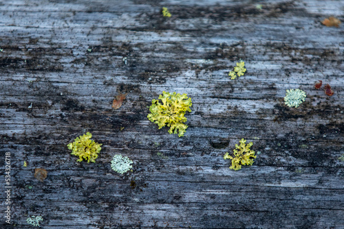 yellow mushrooms on the tree