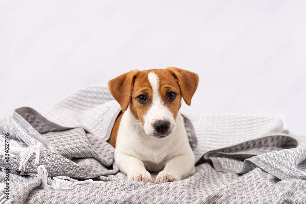 Cute dog jack russell terrier lies under a gray blanket. A five month old puppy lies wrapped in a blanket on a white background Cute dog jack russell terrier lies under a gray blanket. A five month old puppy lies wrapped in a blanket on a white background