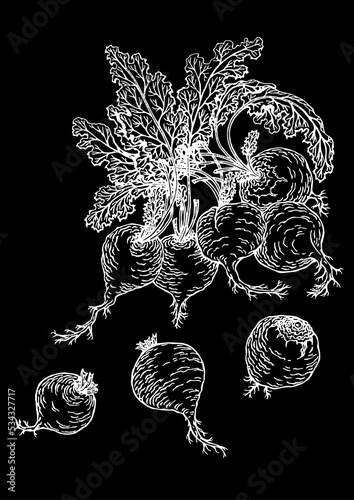 Wallpaper Mural A vector image of a group of five beet tubers and three beet tubers in a foreground in the technique of black and white graphic on a black background Torontodigital.ca