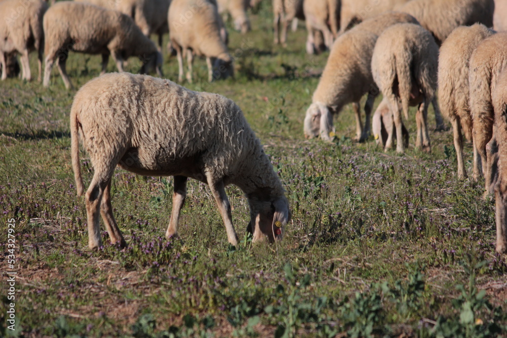 Grazing sheep Grazing sheep