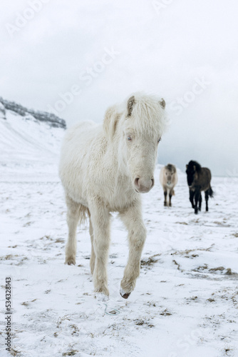 Fototapeta Naklejka Na Ścianę i Meble -  Iceland horses in winter