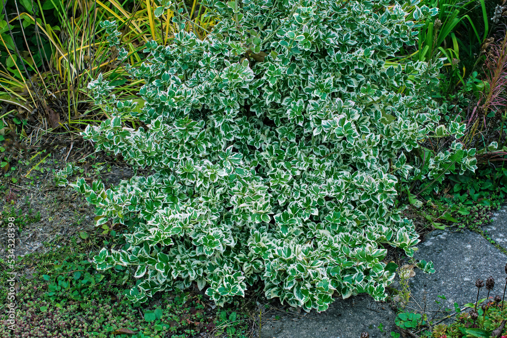 A growing decorative shrub covered with leaves in two colors A growing decorative shrub covered with leaves in two colors