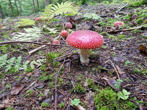 Fliegenpilze im Wald photo