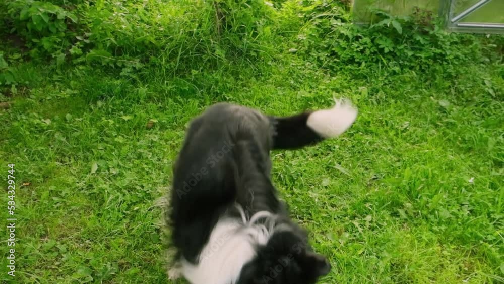Pet activity. Puppy dog border collie jumping try to catch thrown toy rope outdoor. Unrecognizable owner playing with pet dog, walking in park. Super slow motion dog jump Pet activity. Puppy dog border collie jumping try to catch thrown toy rope outdoor. Unrecognizable owner playing with pet dog, walking in park. Super slow motion dog jump
