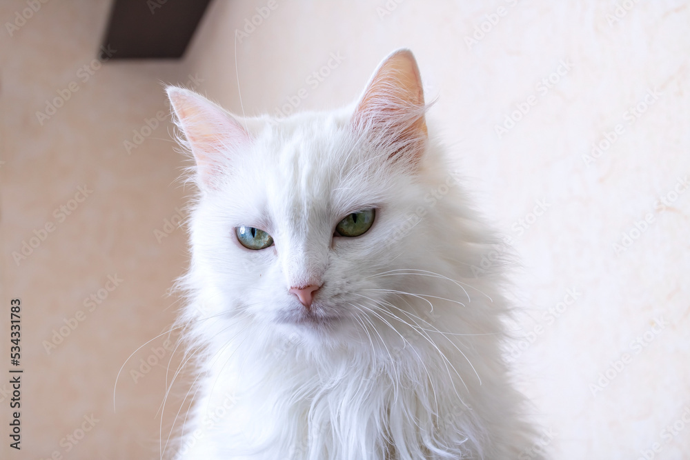 Fototapeta premium White cat with green eyes closeup portrait
