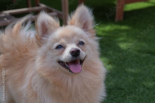 white dog. Brown and white Pomeranian outdoors on a wooden or bush background